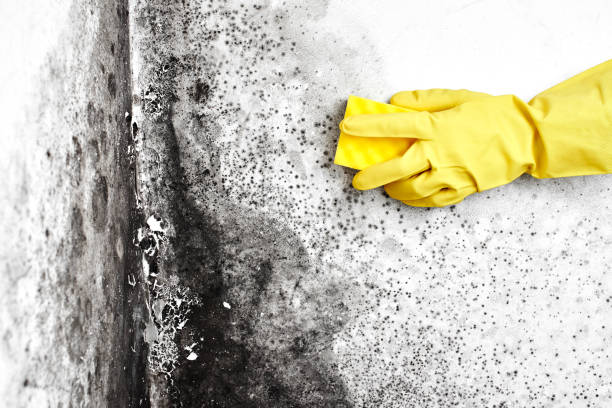 Best Comprehensive Air Testing for Mold Contaminants  in Saukville, WI