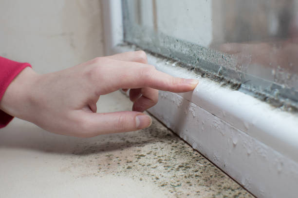 Best Post-Remediation Verification Testing  in Saukville, WI